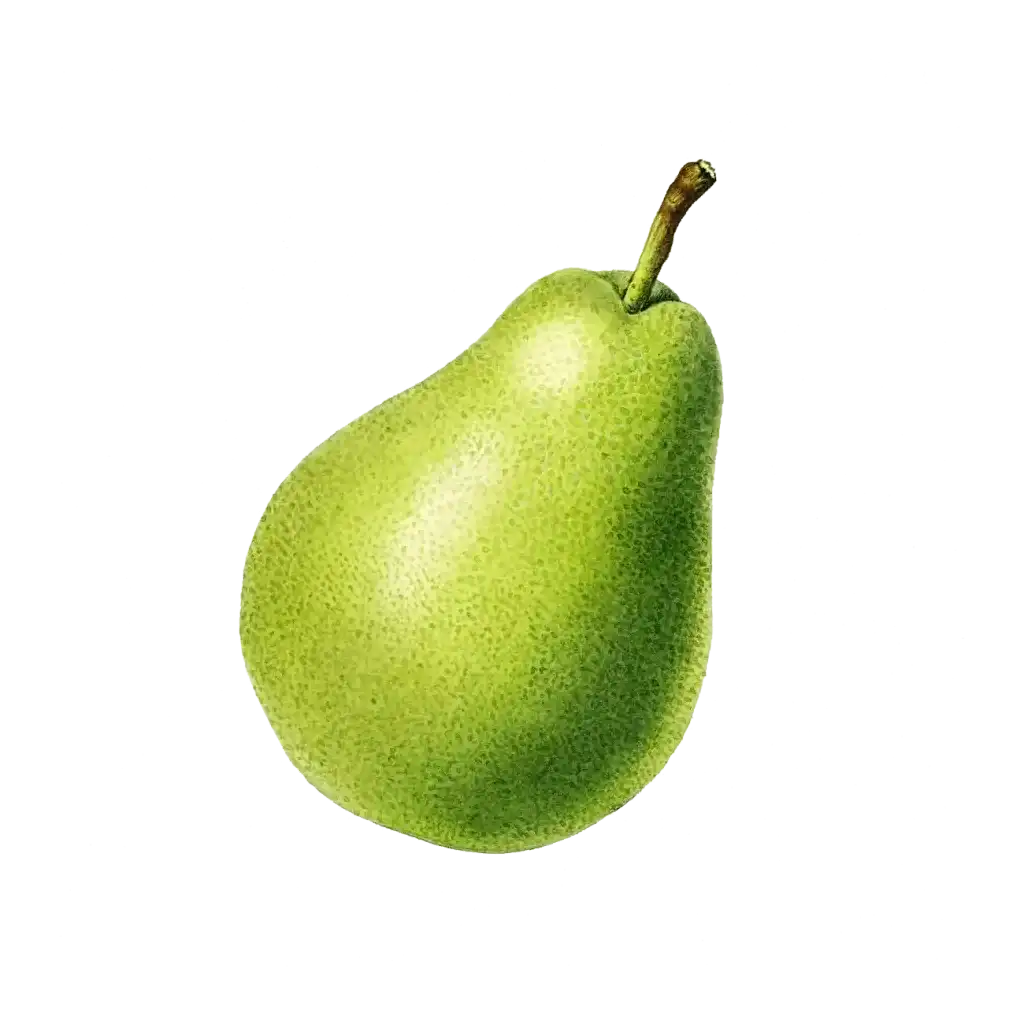 An illustration of a green pear