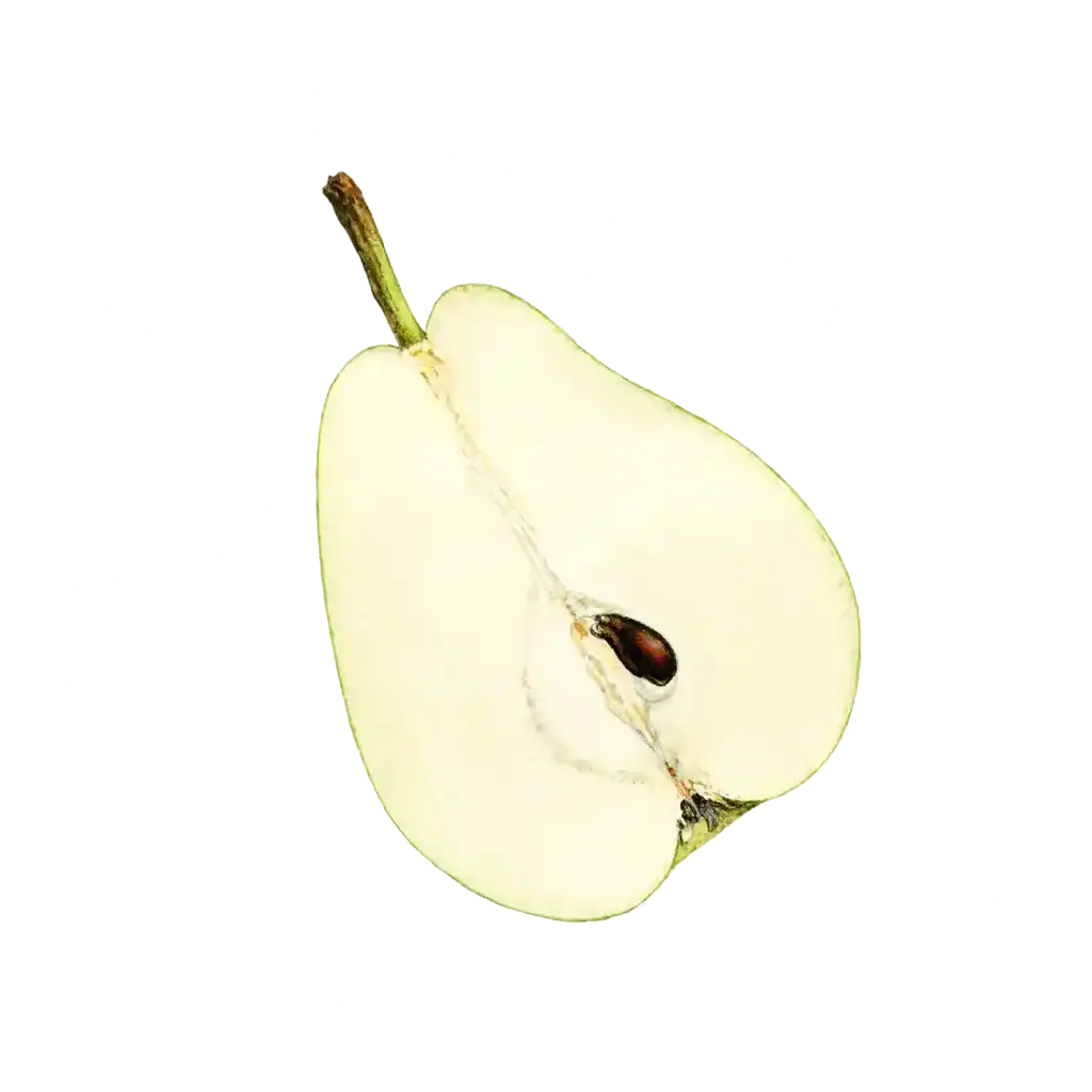 An illustration of half a pear